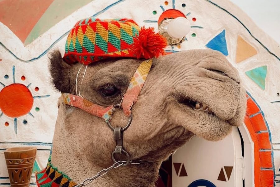 Nubian Village Tour by Motorboat from Aswan